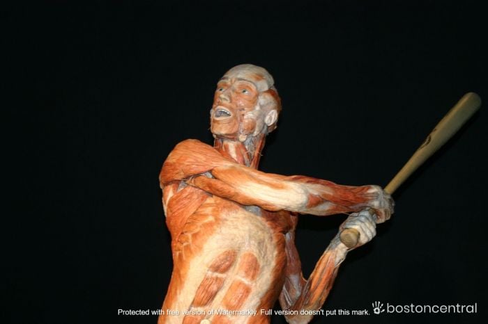 body worlds exhibit boston baseball player